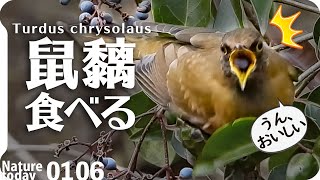 0106【鳥に食べられるネズミモチ】カワセミ捕食、蜘蛛食べシジュウカラ。果実食べるシロハラ、アカハラ、メジロ、ツグミ、ヒヨドリ、ムクドリ #アカハラ #シロハラ #身近な生き物語