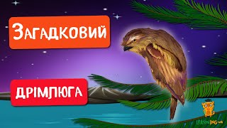 🍀 Дива природи. Явища навколо нас. Дрімлюга — птах-привид 🌏