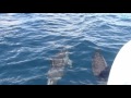 Dolphins in Tamarin Bay, Mauritius