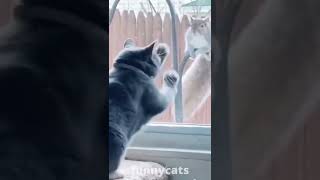 Funny Animal Videos 2022 || funny dogs || funny cats