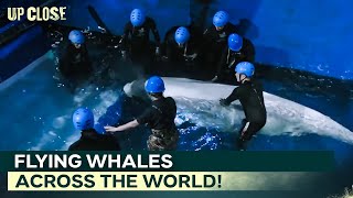 Inside The Most Dangerous Animal Rescue Ever Attempted: Part1 | Up Close