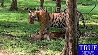 மானை வேட்டையாடும் புலி #TRUENEWS #BANDIPUR FOREST #TIGER ATTACK #TIGER