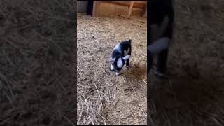 Cute Baby Goat Playing | Funny Goats Videos | Funny Animals Videos