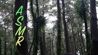 빗소리 ASMR - 소나무 숲에 떨어지는 빗소리 (feat 천둥소리)  - ASMR #54