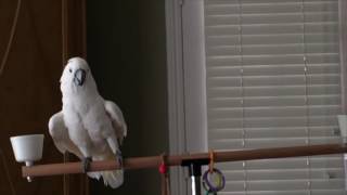 Dolly Bird Dances to Benny Hill