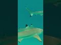 Black Tip Shark Captured #shorts #sharks #shark