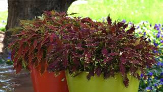 FlameThrower Coleus - Summer 2020