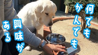 【犬は・・・】何でもかんでも興味がある。ゴールデンレトリバー。