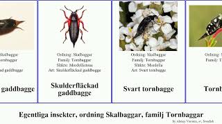 Egentliga insekter, ordning Skalbaggar, familj Tornbaggar tornbagge gaddbagge insect Mordellidae