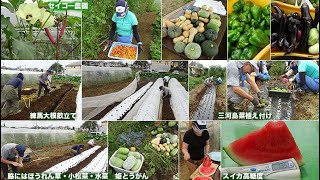 セイコー農園210821練馬大根・三河島菜