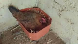 أحسن مضاض السموم طبيعي يجب تقديمه لدجاج🐔 كل أسبوع 📥