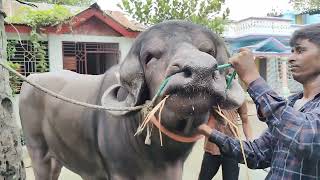 বাংলাদেশের সবরচেয়ে বড় জাফরাবাদী মহিষ কিনতে আজই যোগাযোগ করুন