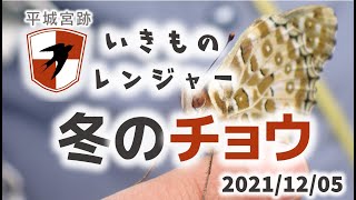 【平城宮跡いきものレンジャー】冬のチョウ　2021/12/05