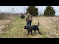 labrador retriever essential training skills episode 1