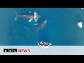 How Antarctic whales are helping us understand more about climate change | BBC News