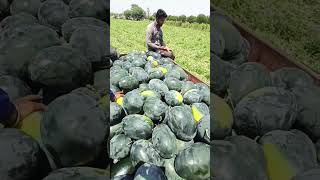 #indian #dhakad #tarbuj #farmer #long #trending #vairal #youtube #kheti #shortvideo