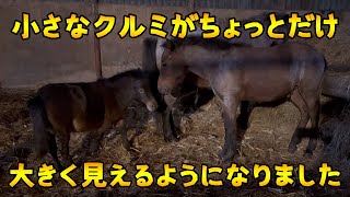 【母馬を亡くした仔馬】【ミニチュアホース】小さなクルミが大きく見える相手