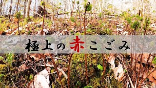 【赤こごみ】簡単に収穫できて味も最高！知らない人も多い山菜