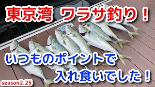 初心者でも釣れた！東京湾ボートフィッシング ワラサ釣り シマノ電動リール フォースマスター600DHが最高でした！ヤンマーEX38で横浜ベイサイドマリーナから出航！season2.25