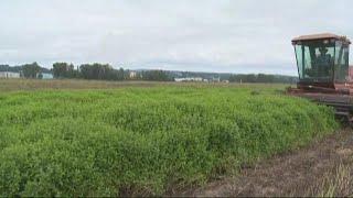 The last mint farm on the lower Columbia River