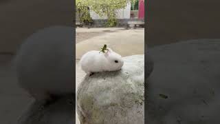 Cute bunny baby rests on winter melon