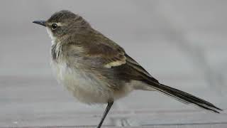 Cape wagtail (Motacilla capensis), Walvis Bay (Namibia)