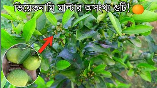 ৭ থেকে ৮ মাস বয়সী ভিয়েতনাম মাল্টার কি পরিমাণ ফলন হয়, ভিডিওটা না দেখলে বুঝবেন না!