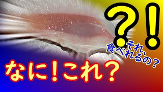 【大垣お魚市場】生エイヒレを唐揚げにしたらクソ旨かった!!!!