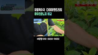 노지재배로 튼튼하게 키운 유럽목수국