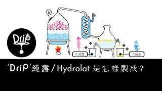 'DriP'純露/Hydrolat是怎樣製成? (‘DriP’品牌第一彈:純露/Hydrolat，其他俗稱:花水/Floral Water/Hydrolates/Hydrosols)