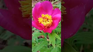 ¿Conocéis la peonía? 🌸 Preciosas rosas de Alejandría 🌸 Jardín de primavera 🌸 Flor de Día de la madre