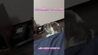 #cat #ラガマフィン #猫のいる暮らし #ぷぷ丸 #ねこ