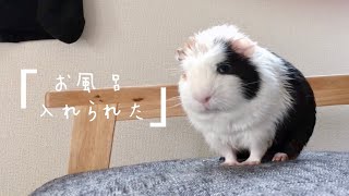 ［モルモットお風呂］お風呂入れられたピータンGuinea pig in a bath