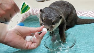 【初めての大根】を食べたカワウソビンゴ\u0026ベルの反応/Otter Bingo\u0026Belle tasting daikon (radish) for the first time