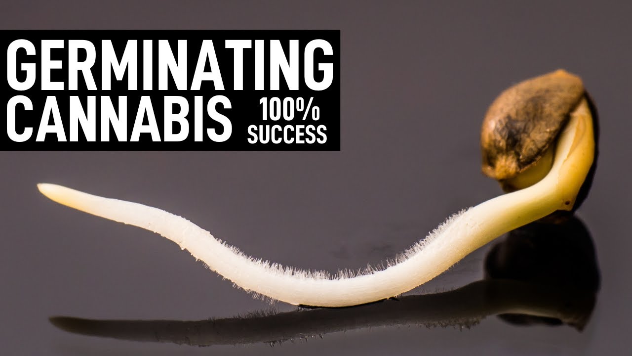 How To Germinate Cannabis Seeds - Episode 1: The Best Way To Sprout ...