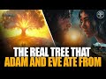 MUST WATCH ‼️ The Real Tree That Adam And Eve Ate 🌳 | Prophet Uebert Angel