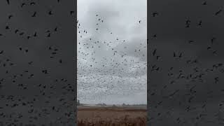 Geese Migration Pit Stop