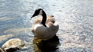 Canadian goose (Kanadanhanhi) Nokia 808 Pureview.mp4