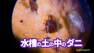 水槽を直接顕微鏡で覗いたら 異世界 転生の衝撃だった 【微生物】【アクアリウム】