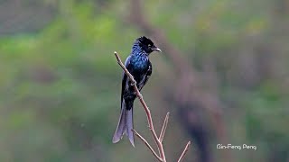 小卷尾鳴唱與築巢/Bronzed Drongo Calling and Nesting