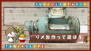 【多肉植物】元気な多肉たち｜リメ缶作りの練習してます【succulent】