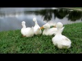 crested ducks in my backyard