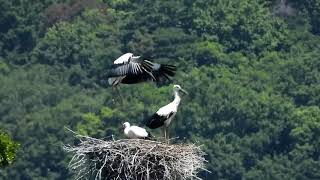 鳴門コウノトリ 2020/06/08 撮影 成長記録 徳島県鳴門市