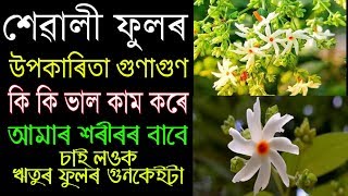 শেৱালী ফুলৰ আচৰিত উপকাৰিতা গুণাগুণ || Healthy Axomiya