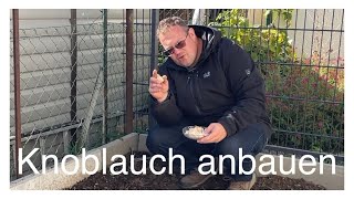 Knoblauch selbst anbauen