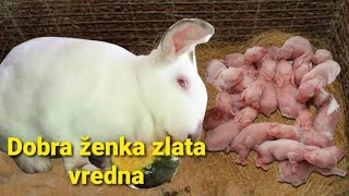 OPET VELIKI OKOT 16+BEBA  / DOBRA ZENKA JE ZLATA VREDNA