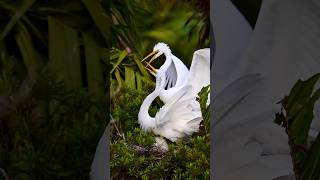 Great egrets All white & beautiful!😱 #shorts