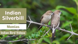 The Indian Silverbill / White-throated munia - Small cute birds and their behaviour@IndianBirdVideos