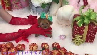 pocket teacup poodle teddy bear 口袋茶杯貴賓犬泰迪熊674