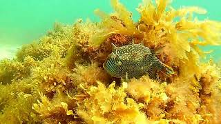 Snorkelling Somerton Beach SA.